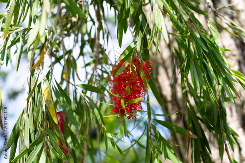 Foto Red bottlebrush flower hanging from a green branch.