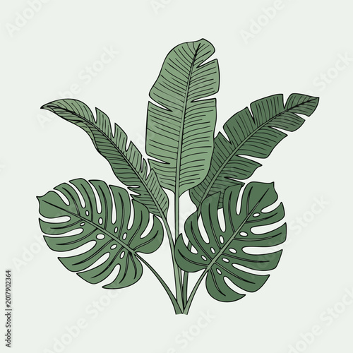 Hand drawn botanical illustration of tropical monstera and banana leaves