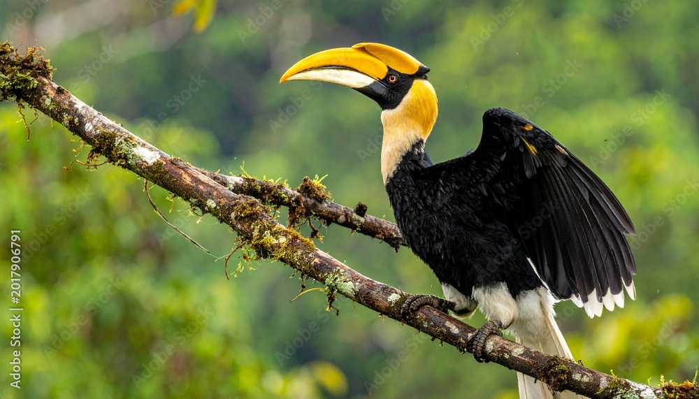 Fototapeta premium A large black and yellow hornbill perches on a branch in a lush forest.