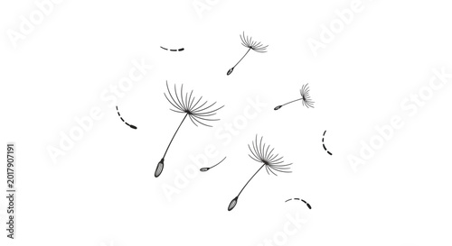 Tableau sur toile Dandelion seeds flying, black and white illustration, dandelion vector, seed dis