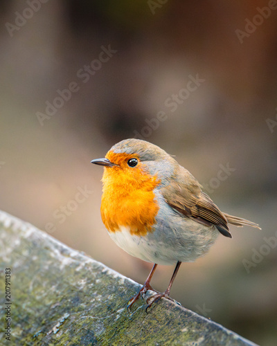 Robins Redbreasts, Erithacus rubecula,  in the gloom of Humford Woods, Northumberland.