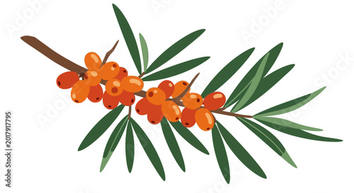 Sea Buckthorn branch, orange berries, green leaves, vector illustration, natural elements, botanical design, healthy food, wellness, nutrition, decorative foliage