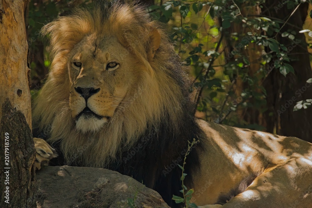Obraz premium Lion