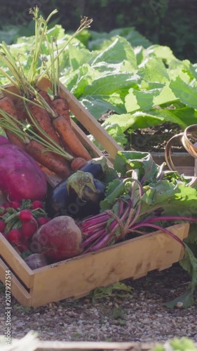 Vertical video: Light shifting, camera panning carrot crate with basket at garden bed, showing haul