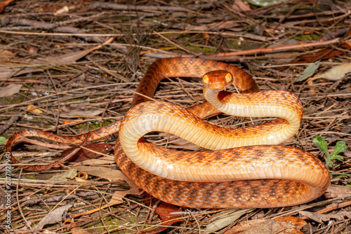 Photos Australian Brown Tree Snake or Night Tiger