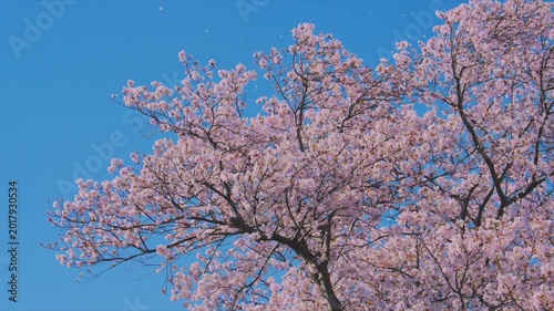 4K スローモーション　日本の春の風景、多摩川沿いの美しい桜並木と桜吹雪
