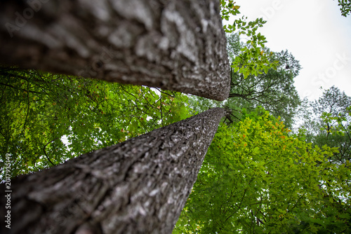Photos Upward Perspective of Tree Trunks in Rondeau Provincial Park, Ontario