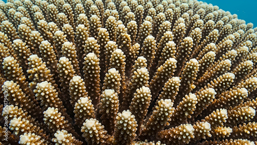 Abstract coral texture, natural underwater pattern