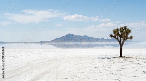 A lone Joshua tree stands on white salt flats with a mountain range in the background under a blue sky with scattered clouds.