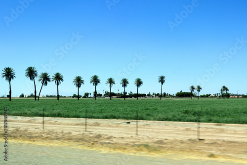 Fotografía Row of tall California Fan Palms, Washingtonia filifera, behind green field near