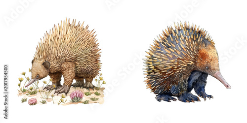 echidna watercolor vector illustration