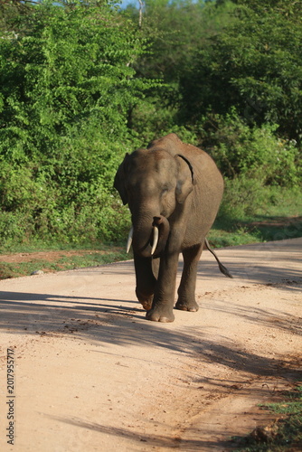 Sri Lankan Elelphants in the Wild, Sri Lanka 