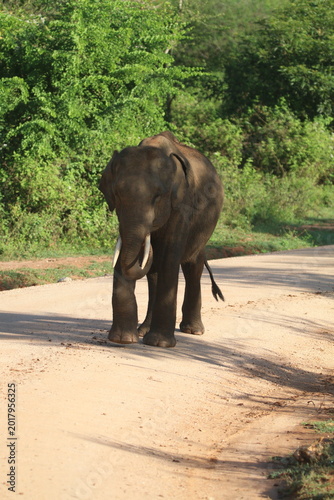 Sri Lankan Elelphants in the Wild, Sri Lanka 