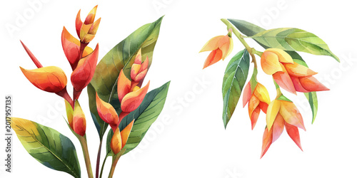 heliconia flower watercolor vector illustration