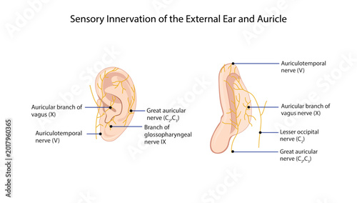 Obraz na płótnie Sensory Innervation of the External Ear and Auricle
sensory nerve supply of the external ear including auriculotemporal, vagus, glossopharyngeal, and great auricular nerves