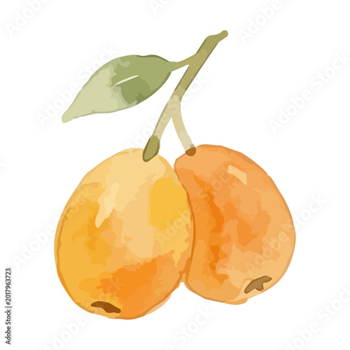 Obraz na płótnie Watercolor-style fresh loquat fruit illustration, Japanese Biwa with soft orange