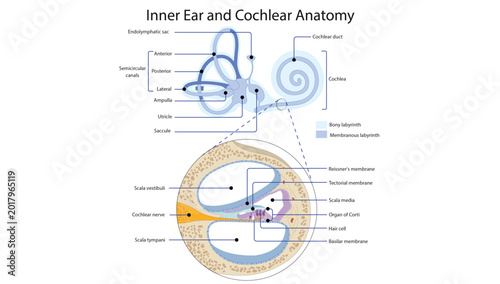 Foto Inner Ear and Cochlear Anatomy
inner ear anatomy showing semicircular canals, cochlea, organ of Corti, scalae, and membranous labyrinth structures