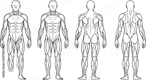 Фотография Muscle group chart for exercise and strength training