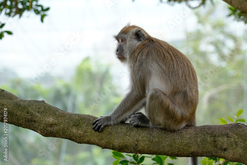 Photography A monkey rests on a tree branch in a tropical forest during daylight
