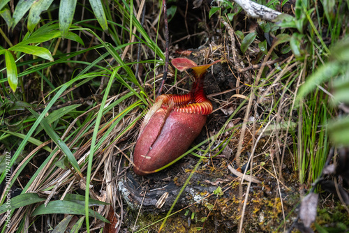 Canvas Print A Nepenthes villosa growing in the forest in Kinabalu Park, Malaysia
