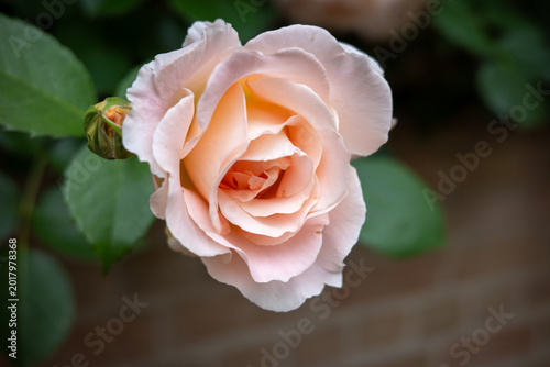 Obraz na płótnie ペールピンクの可憐な薔薇