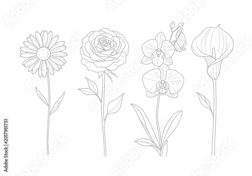 Detailed botanical sketch set featuring various garden flowers botanical collection