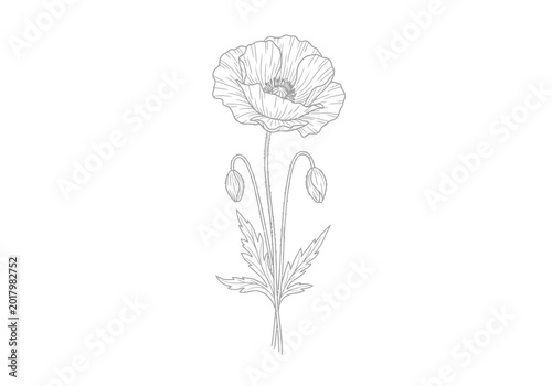 Detailed hand drawn botanical sketch of a single poppy flower with two closed buds
