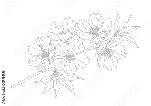 Delicate hand drawn botanical illustration featuring a flowering cherry blossom branch