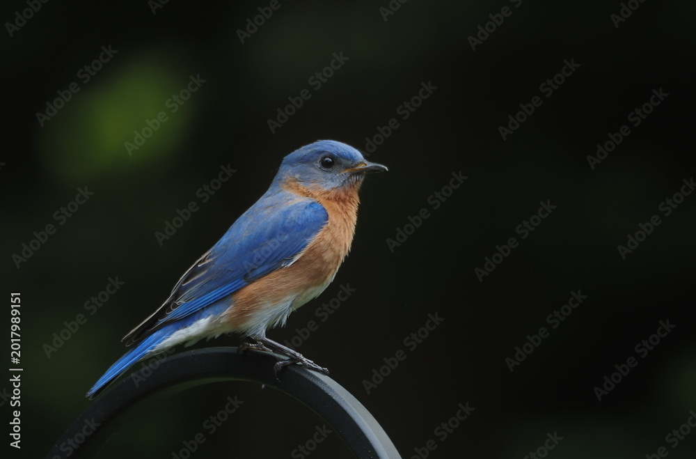 Obraz premium beautiful eastern bluebird (Sialia sialis)