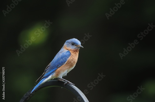 beautiful eastern bluebird (Sialia sialis)