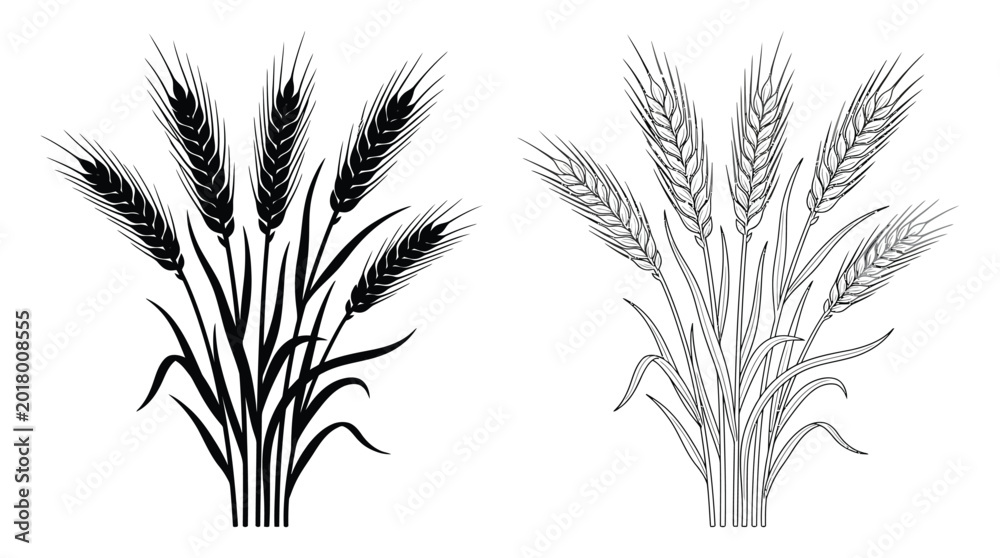 Fototapeta premium Wheat stalks illustration black and white line art