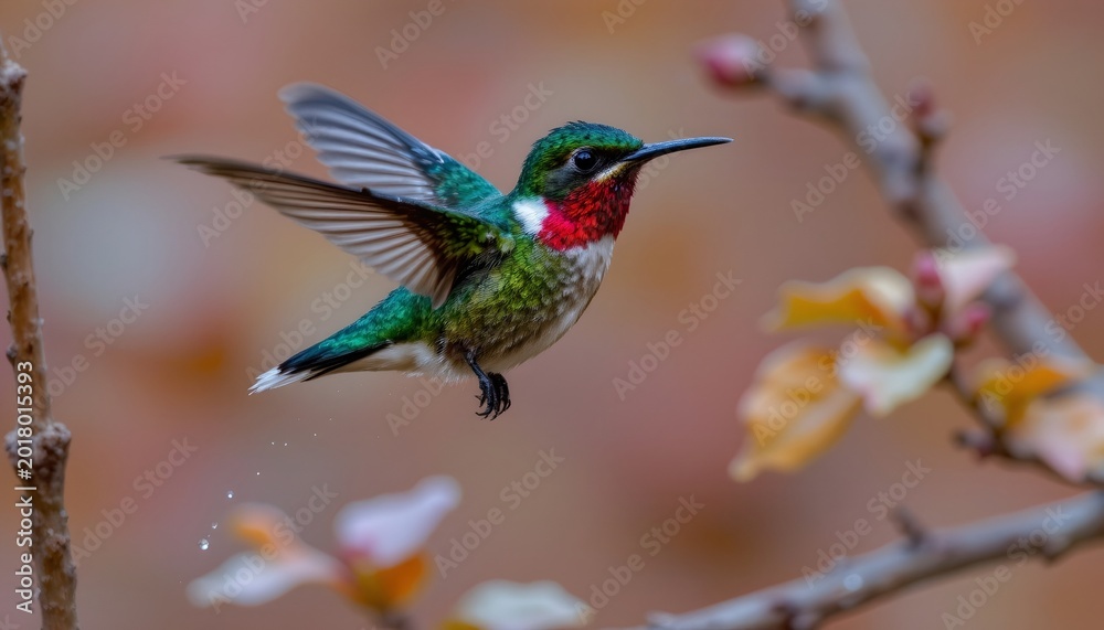 Fototapeta premium Vibrant Hummingbird Mid Flight with Dewy Water Droplets