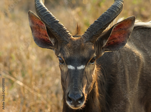 Close-up portrait of antelope with curved horns and alert expression in African savanna, photographed in Zulu Nyala game reserve, KwaZulu-Natal, South Africa
