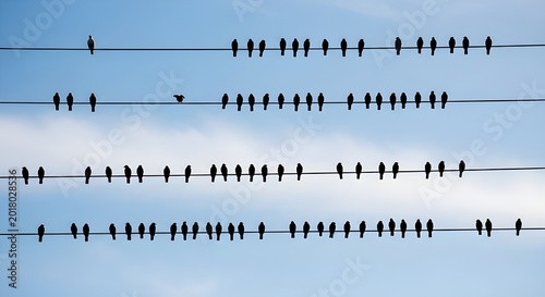 Birds perched on multiple parallel power lines against a clear blue sky with scattered clouds, creating a striking silhouette.