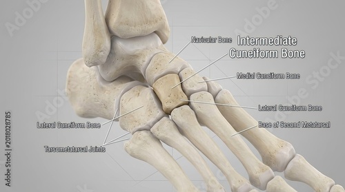 human body anatomy