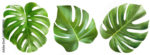 Three monstera leaves on a white isolated background