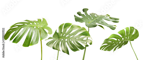 collection of four monstera leaves on white isolated background