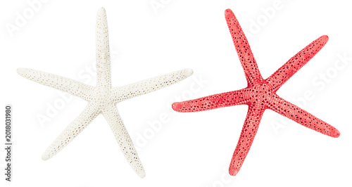 red and white starfish on a white isolated background