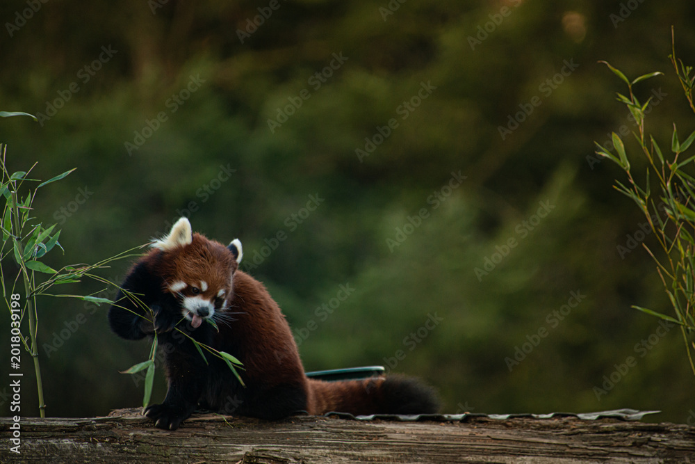 Fototapeta premium red panda eating bamboo