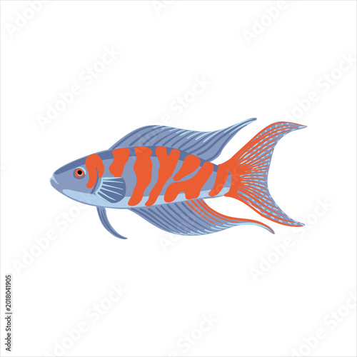 fork tailed paradisefish, paradise fish, Macropodus opercularis, vector drawing aquarium fish isolated at white background, hand drawn illustration