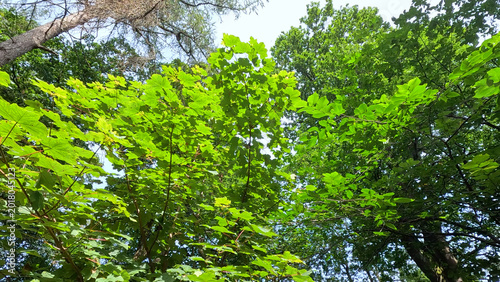 Fényképezés Low Angle View of Lush Green Tree Canopy in a Scottish Forest