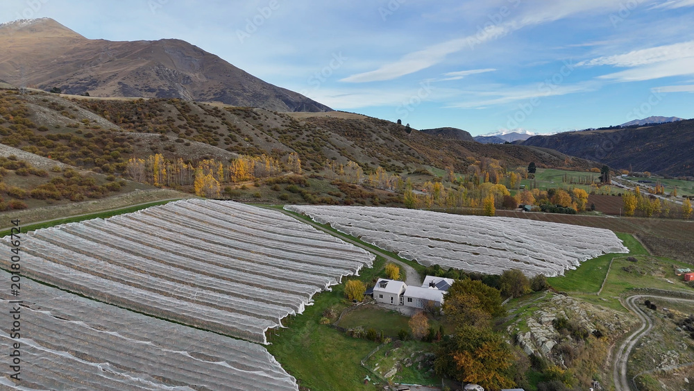 Fototapeta premium Aerial View of a Queenstown Vineyard with Netting and Autumn Mountains