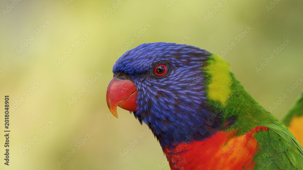 Naklejka premium Close Up Portrait of a Rainbow Lorikeet in Gold Coast Australia