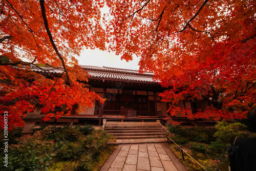 常寂光寺本堂前の楓の紅葉
