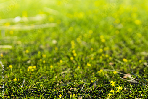 Green grass with tiny yellow wildflowers on the hills of Afrasiyab ancient settlement in Samarkand. Ideal for nature backgrounds, spring concepts. Green grass spring background.