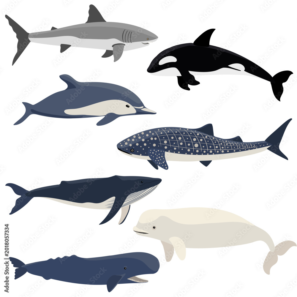 Obraz premium vector drawing whales, dolphin and shark isolated at white background, hand drawn illustration