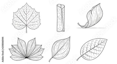Leaf, leaves, botanical, illustrations, set, black and white, line art, vector graphics