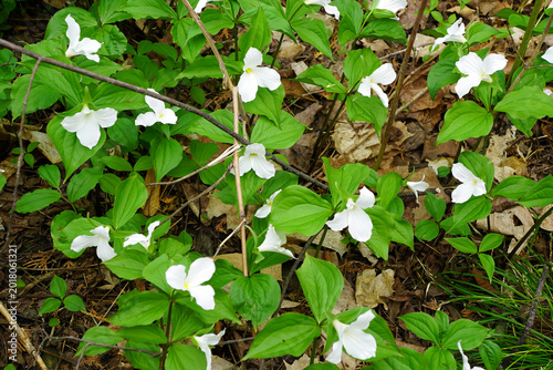 Tablou pe pânză A cluster of white trilliums blooms beautifully amid vibrant green leaves and dr