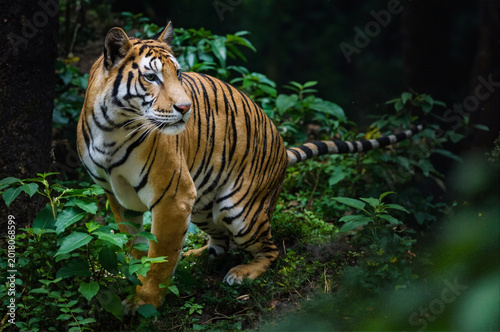 Alert Tiger in the Shadowed Jungle
