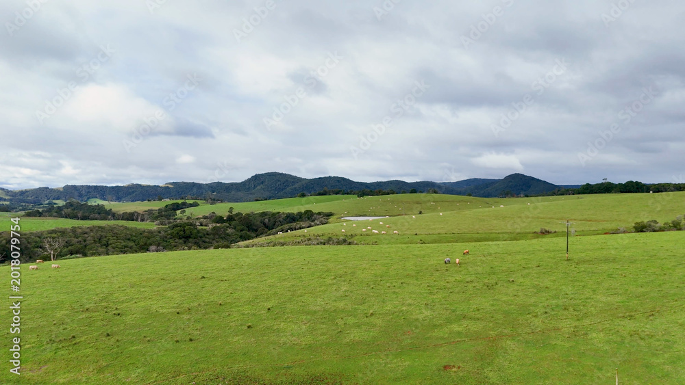 Obraz premium Aerial View of Lush Green Farmland and Rolling Hills in Dorrigo Australia